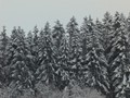 Tannen in Schnee gehaucht